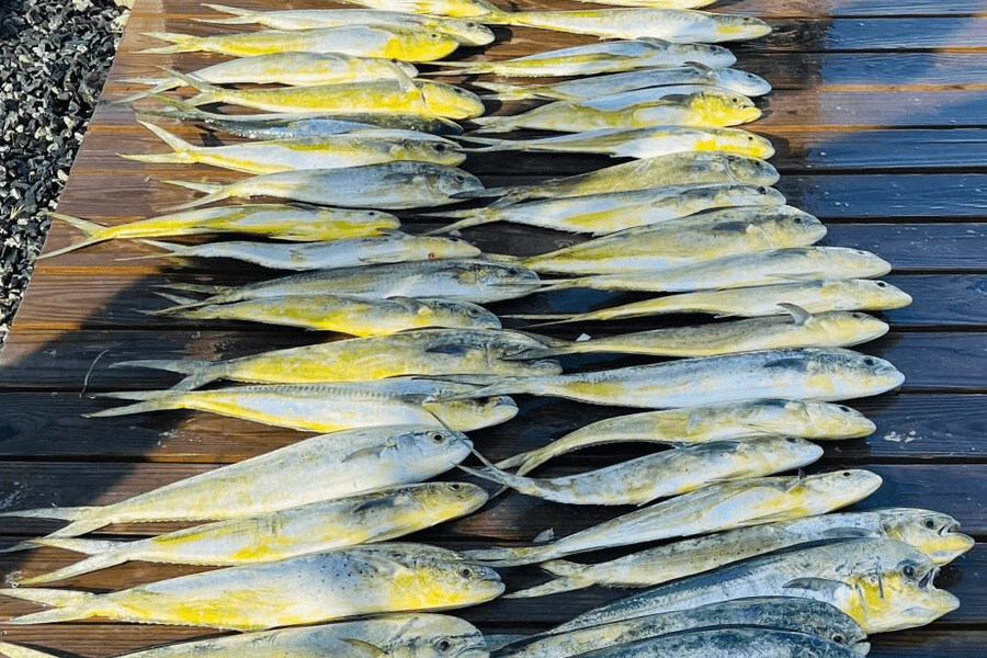 Over 37 Mahi on the Wanchese Marina dock